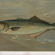 Illustration for article titled Fishes of North America That are Captured on Hook and Line